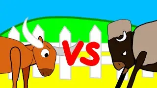 Musk ox vs Bull. 