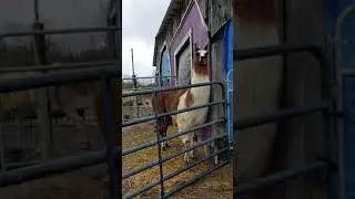 Silly Llama Alarm