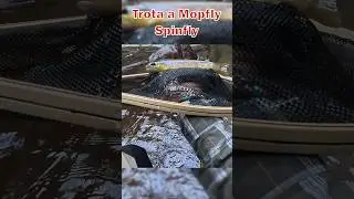 Trota Fario a Spinfly in appennino #shorts #fishing