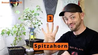Aus Eins, mach Dreispitzahorn - Acer buergerianum 