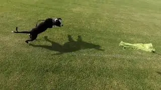 Toy Rewards - Tyson - Walk & Train
