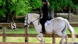 My sweet fluffy horse, Lou being written by his trainer a few years ago