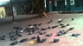 Pigeons eating Rice in Temple Square