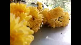 Micromax A310 Canvas Nitro - 13 Megapixel camera sample photos and video