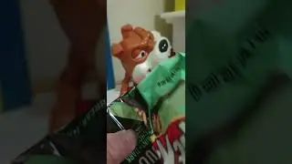 KITKAT DUOS MINT+DARK CHOCOLATE FOR BAD DOG #youtubeshorts #shorts #trending