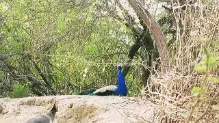 Peacock teasing other peacock||Forest Birds Sound