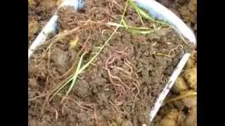 How to find your own supply of free redworms