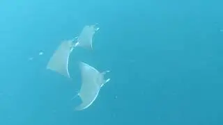 House Reef at Hurawalhi Maldives