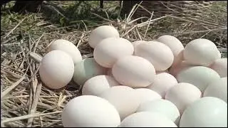 Wow wow! Pick lots of duck eggs near the water's edge, picking the best ones by hand.