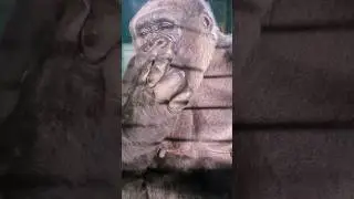 Finger lickingly good cucumber! #gorilla #asmr #mukbang #eating