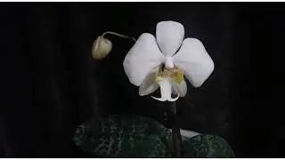 Фаленопсис  Philippinensis x sib и фаденопсис 69  ARK 198