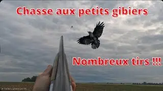 Chasse petits gibiers (corvid&eacute;s)