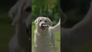 Dog abuse story