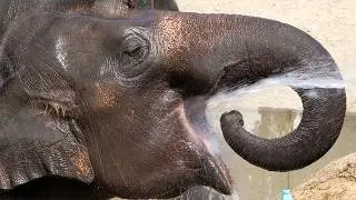 Female asian elephants  drink water  20250802 ／Toyohashi Zoo&BotanicalPark non_hoi_park／4K
