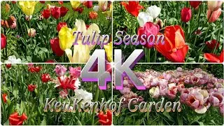 🇳🇱 4K Tulips Season || Walking @Keukenhof Garden Netherlands 2024