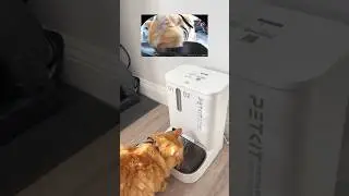 PETKIT Automatic Pet Feeder, 3L WiFi Cat Dog Feeder #amazonfinds #amazon #pets#amazonpets#shopping