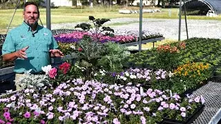 Get It Growing: Cool season can mean cool colors