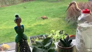 Wild Cock Pheasant Game Bird  feeding