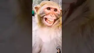 #shorts #video  bander ko poliyo ho gya hai # is liye asha Ash raha hai 😅💯.....