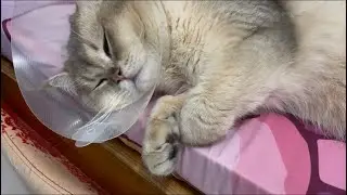 1 year old cat Pepper twitching and dreaming while sleeping on bed wearing Elizabethan collar