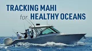 A Great Day for Conservation: Tagging Mahi with the Dolphinfish Research Program & Grady-White Boats