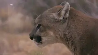 Woman dies in suspected mountain lion attack in Colorado