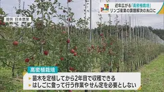 持続可能なリンゴ産業へ　SDGs ～高密植栽培への挑戦～