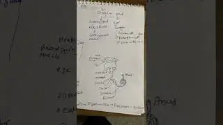 Pila /Pila Digestive system/  Alimentry canal of sea snail/ Digestion in Pila