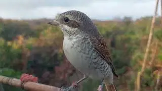 ĞA&Ccedil;O CİCEĞEN ATMACA.&Ccedil;EKİRGE KUŞU  SİFTERİ  HAWK BİRD