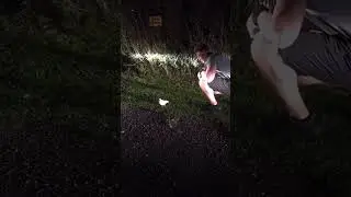 Tauben Rettung in Austria😂