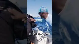 200 LBS PLUS BLUEFIN TUNA 💪🏽 #fishing