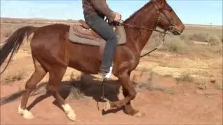 'Chase' Single Footer, Gaiting
