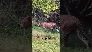 Leopards in Yala National Park #travelsrilanka #yalanationalpark  #leopard #yala #letstravelwithdni