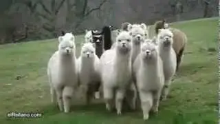 Animales que asustan - videos recopilatorios de humor