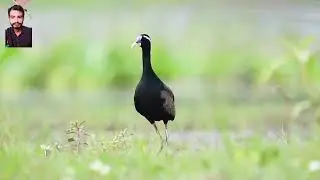 Bronze winged jacana chicks|| Bronze || jacana hide chick under male's wings