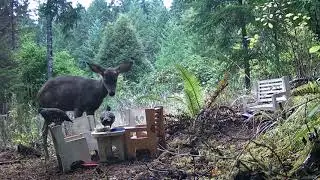 Baby Deer Versus Flock of Quail