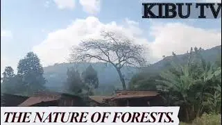 THE NATURE OF FOREST
