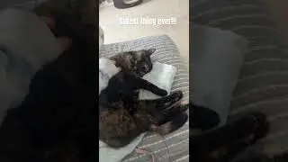 Meet our cat basil!