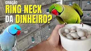 NOSSA CRIAÇÃO DE RING NECK, MOUSTACHE, CABEÇA DE AMEIXA E GRANDE ALEXANDRE | SERA QUE E LUCRATIVA ?