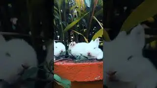 Beautiful rabbits | whatapp status video | cute rabbits