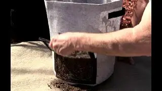 Harvesting Potatoes from the HomyHoo Potato Grow Bags