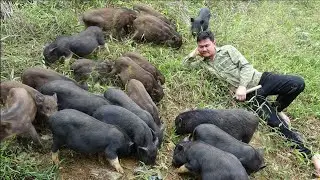 Make friends with piglets - Take care of mountain goats. Take the pig for a walk, build a pond edge