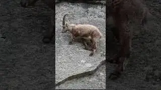 Горные козлы: живые альпинисты, которые лезут по стенам ради соли! 🐐🧗