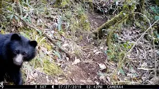 Andean bear (Tremarctos ornatus) - camera trap