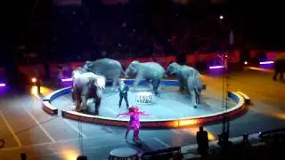 WHEELCHAIR CAM -- ELEPHANT SHOW @ THE DUNK WITH BARNUM'S FUNUNDRUM
