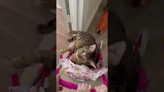 Так намного лучше, Алекс. 🤣🤣🤣 #смешнойкот #возьмикошкуизприютанепокупай