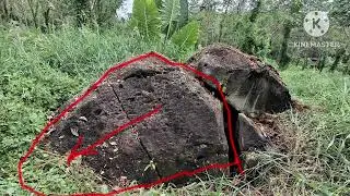 Turtle laying eggs treasure sign symbols and its meaning