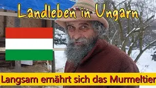 Langsam ernährt sich das Murmeltier Landleben in Ungarn