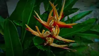 Gentle Rain on Tropical Flowers 🌧️ | Relaxing Nature ASMR