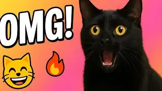 How to Cut Cat Hair at Home: Safe & Easy DIY Grooming Guide 